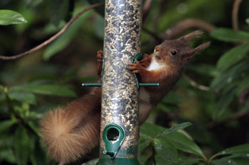 Red Squirrel prints by Betty Fold Gallery